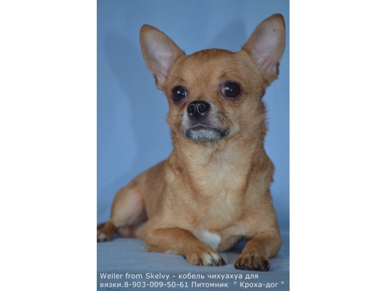 ����� ������ ���� �������� .